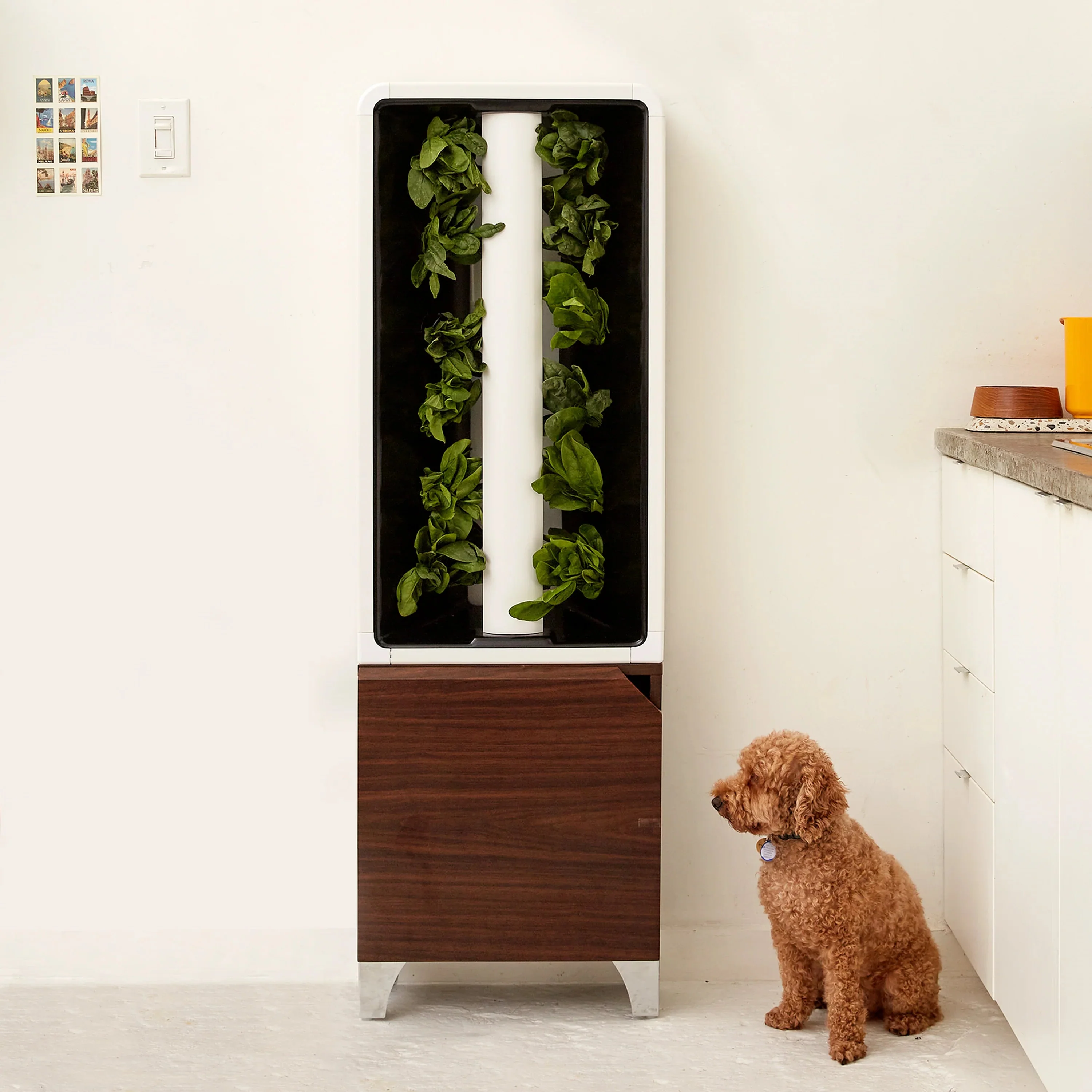 Just Vertical The EVE - Vertical Indoor Herb and Vegetable Garden - Image 3