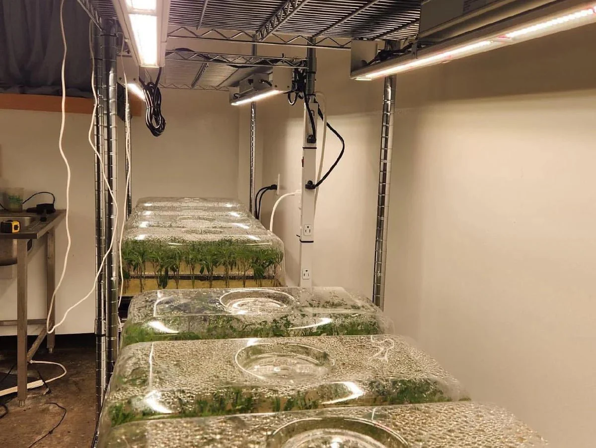 Mammoth Lighting 100W Multi-Use Grow Bar – Cloning, Veg, Side Lighting & Tent-Ready - Image 6