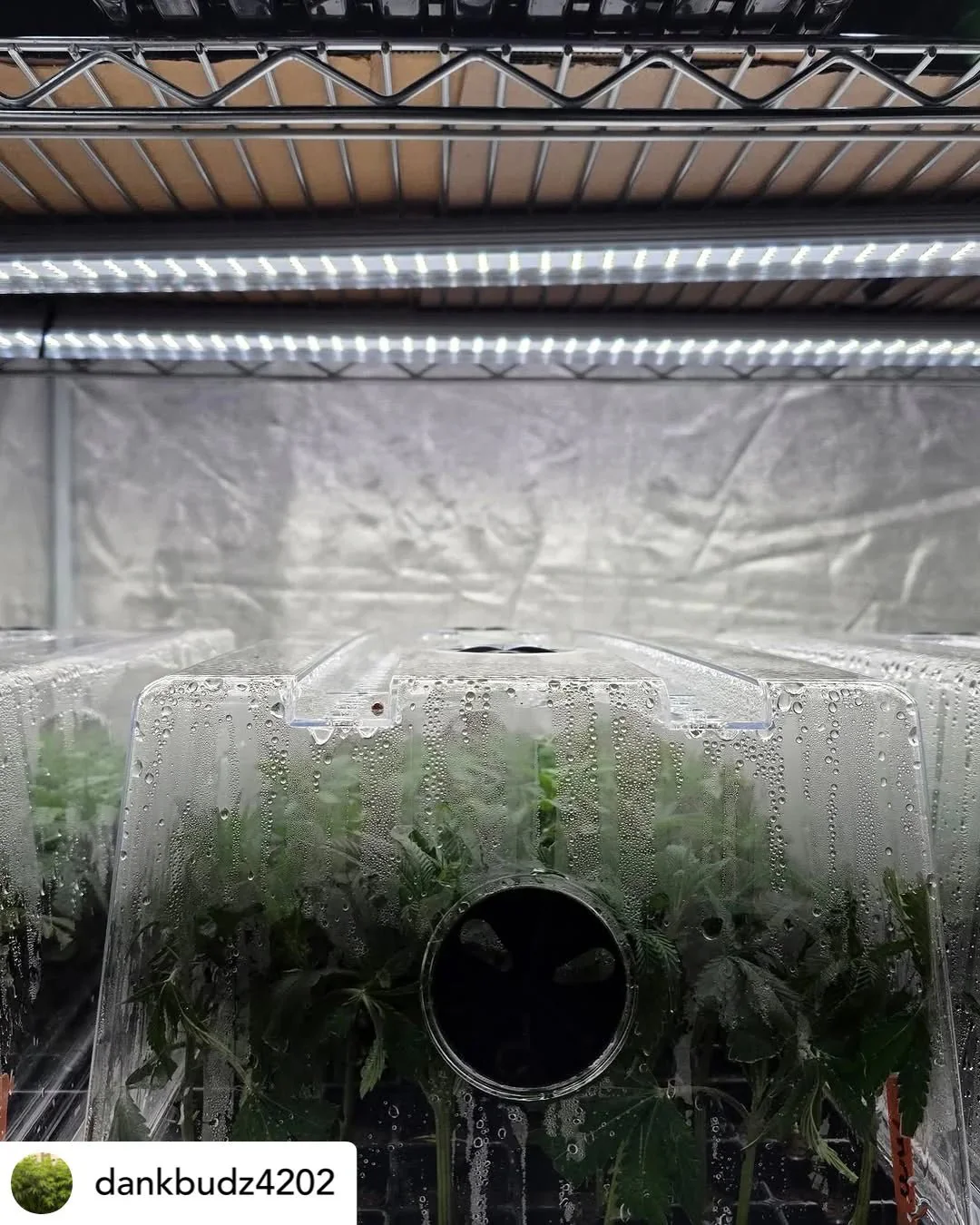 Mammoth Lighting Clone and Inter-canopy LED grow light bar (2 bars per box), 50w each - Image 14