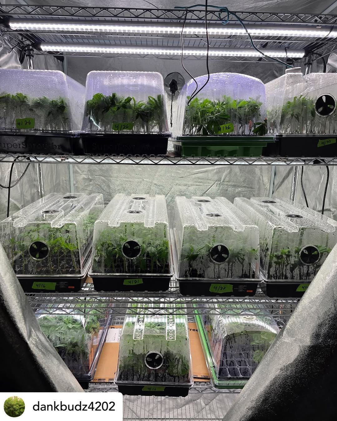 Mammoth Lighting Clone and Inter-canopy LED grow light bar (2 bars per box), 50w each - Image 6